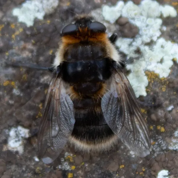 Top-down view of an adult bot fly showing its hairy bumblebee-like body on a lichen-covered rock