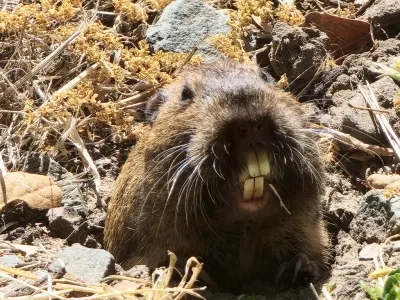 Botta's Pocket Gopher
