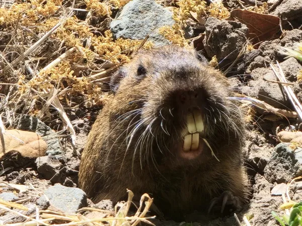 Close-up of Botta's pocket gopher face showing characteristic large front teeth and brown fur
