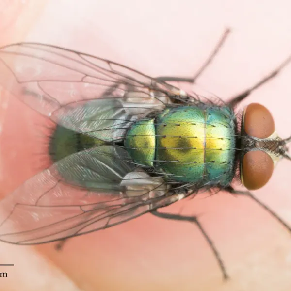 Top-down view of a green bottle fly showing its iridescent metallic body
