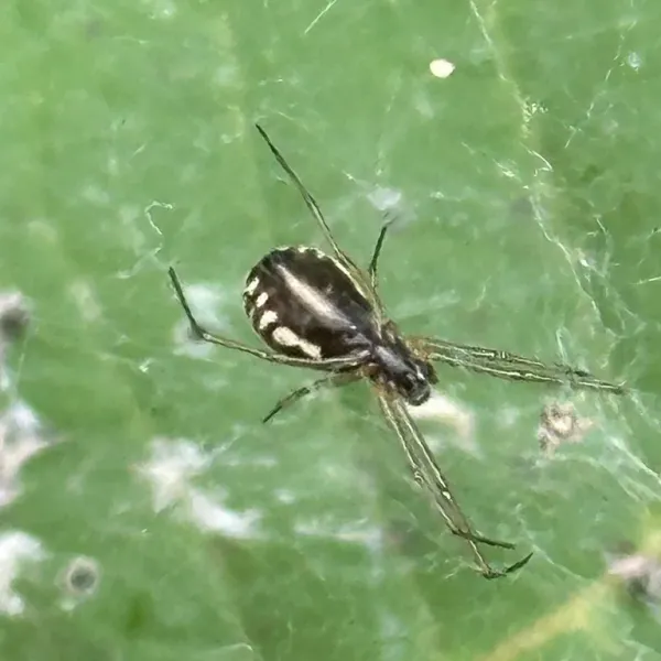 Top-down view of a bowl and doily spider on a leaf showing its dark abdomen with white wavy markings and thin legs