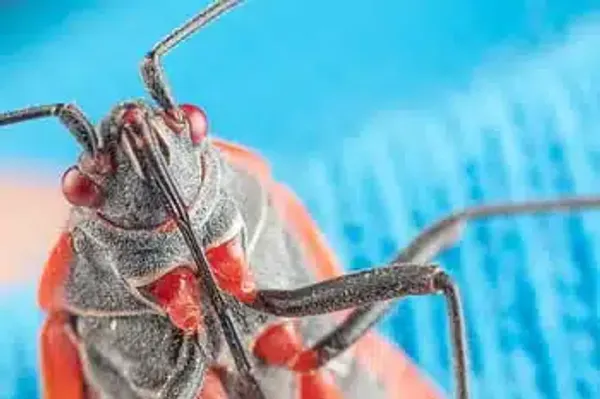 Spot the Red and Black Beetle: Boxelder Bug Identification Guide