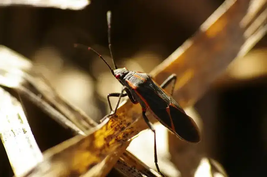 Box elder bug on dry leaves