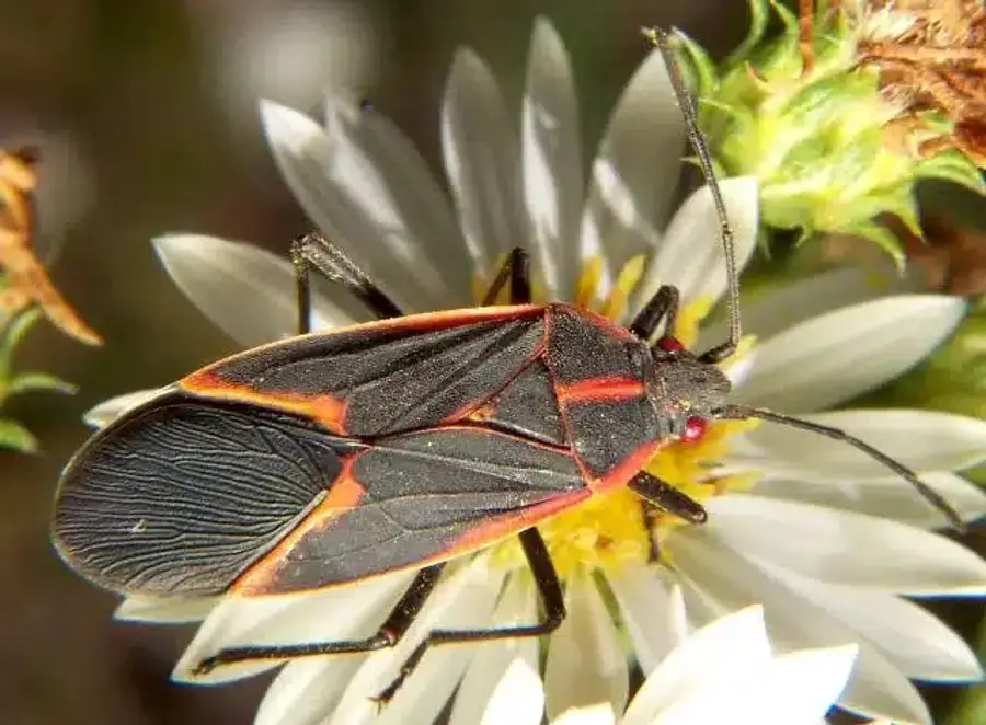 Boxelder bug on a flower