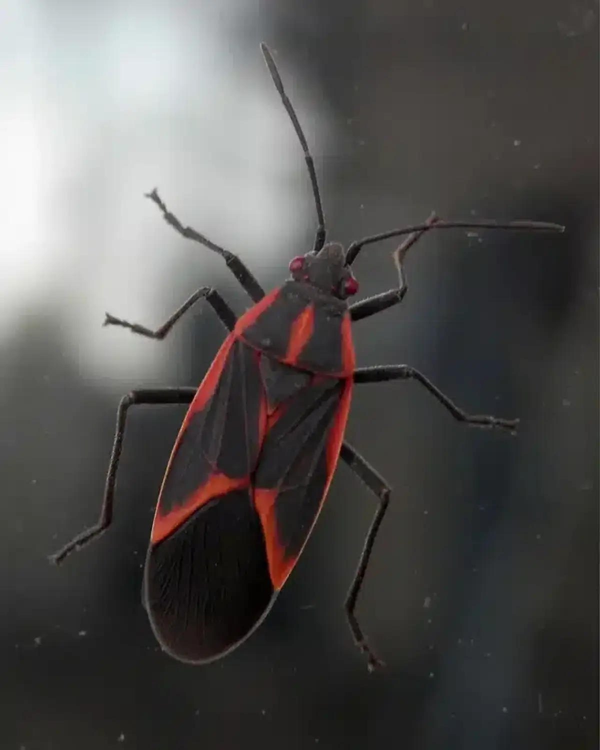Box elder bug on glass surface