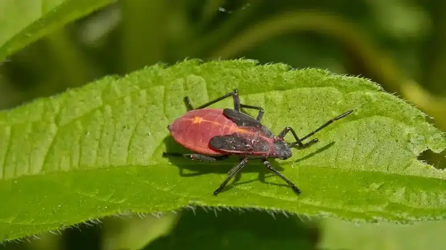 Box elder bug on a green leaf