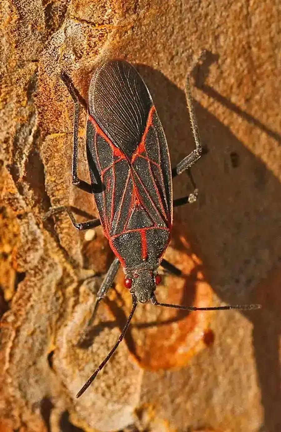 Close-up of a box elder bug