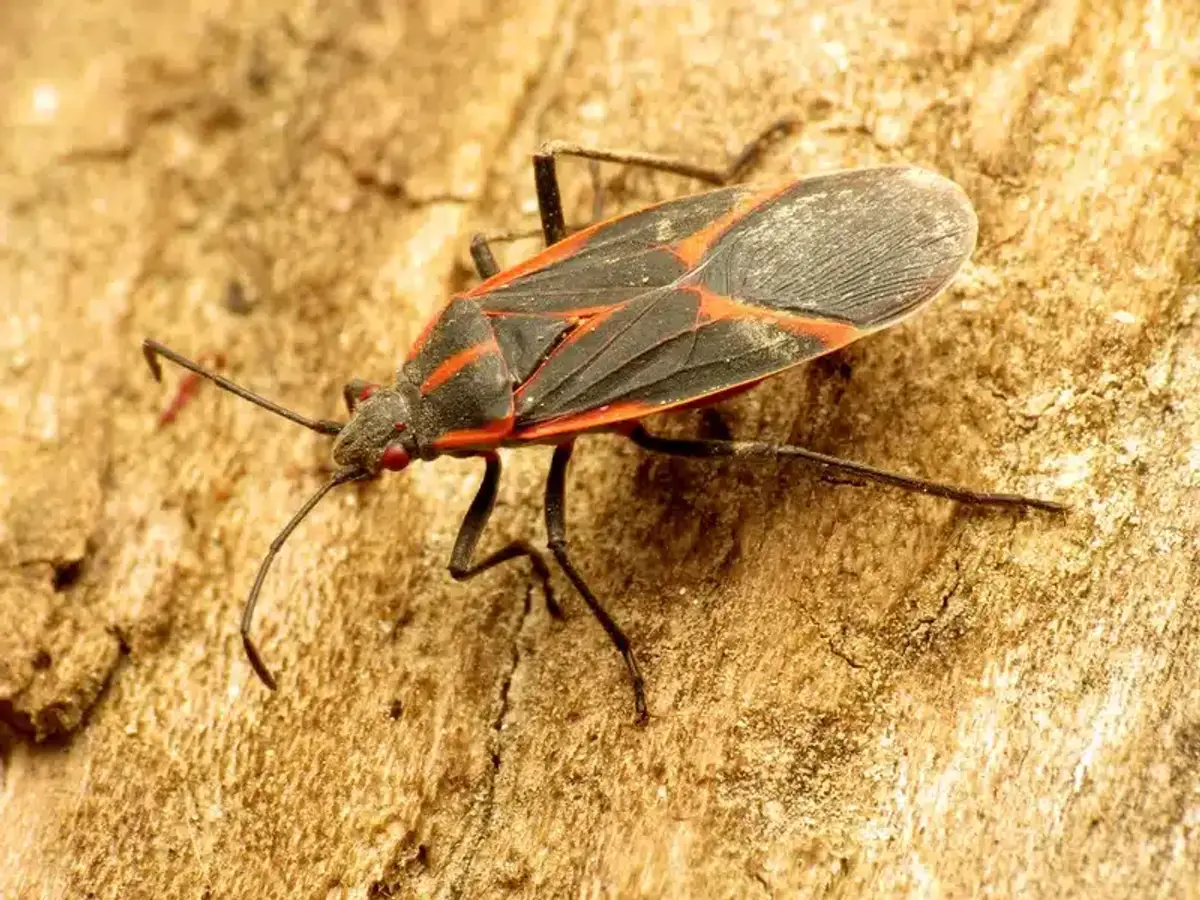 Box elder bug on wooden surface