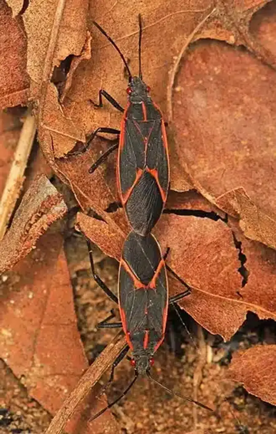 Two box elder bugs on leaves