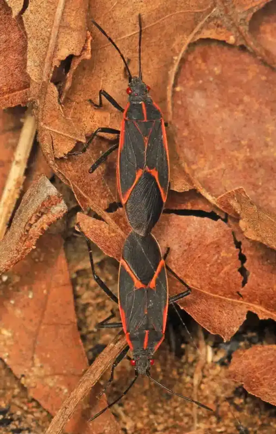 Two boxelder bugs on dried leaves in autumn