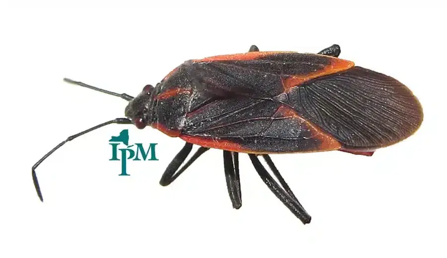 Close-up of a boxelder bug