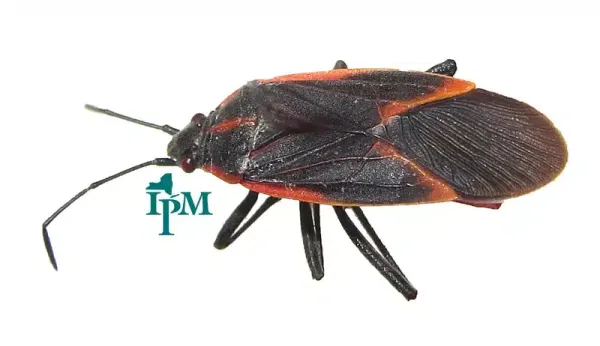 Are Boxelder Bugs Harmful? What to Know About Box Elder Bugs