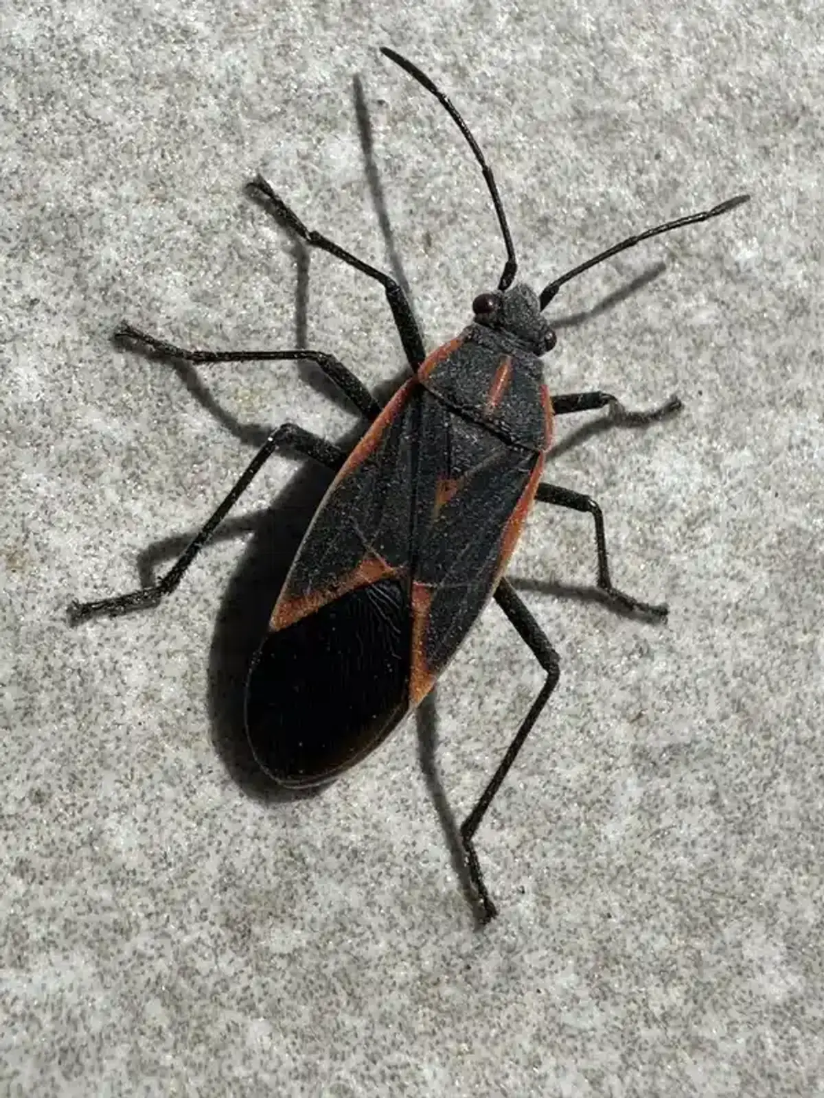 Close-up of a boxelder bug showing characteristic black body with orange-red markings