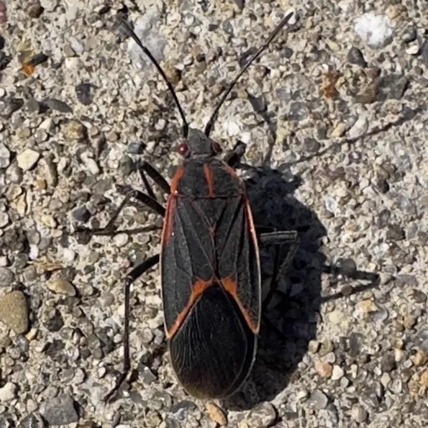 Adult boxelder bug displaying characteristic black body with red wing markings on pavement