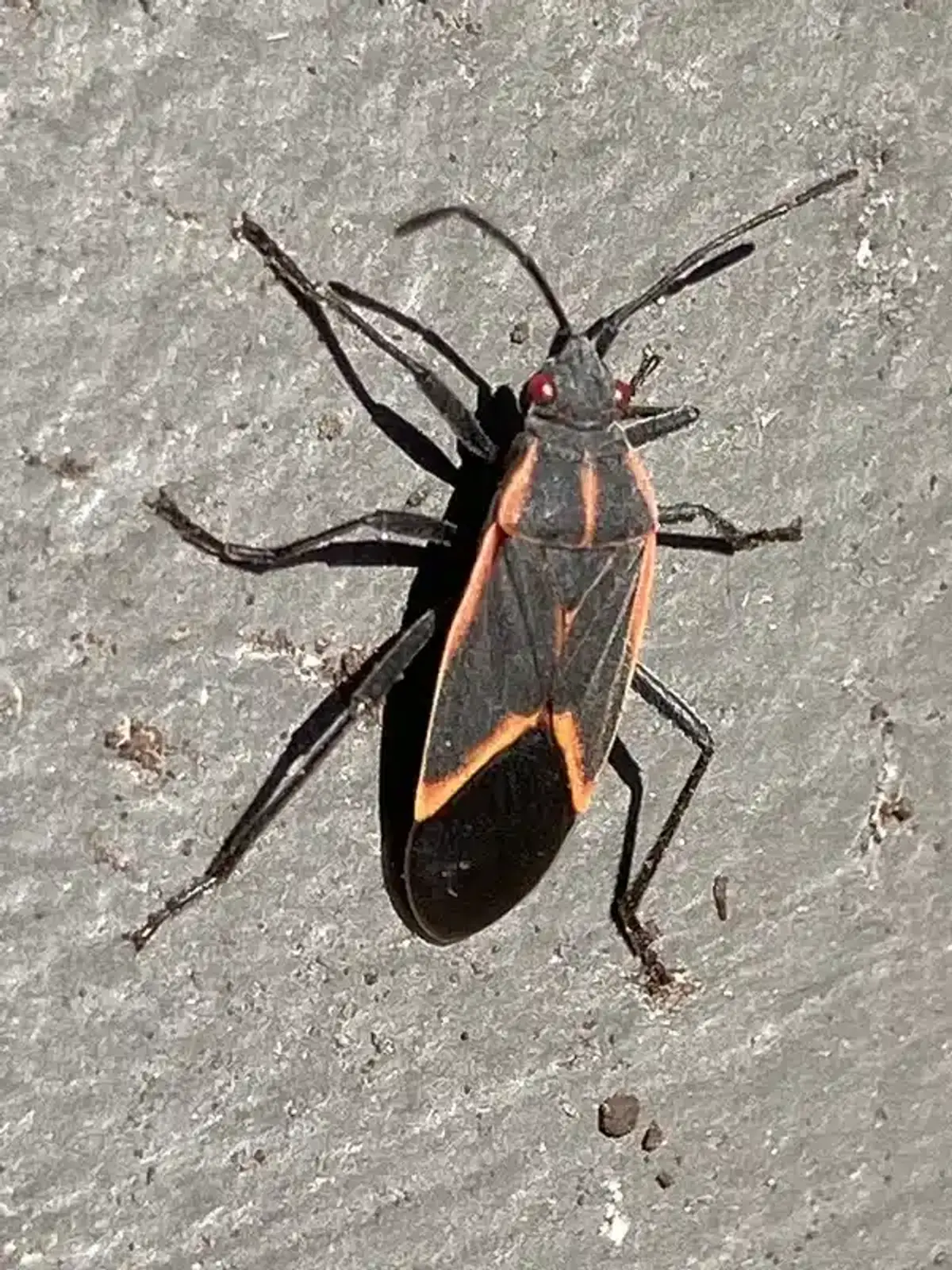 Boxelder bug on concrete surface showing detailed markings