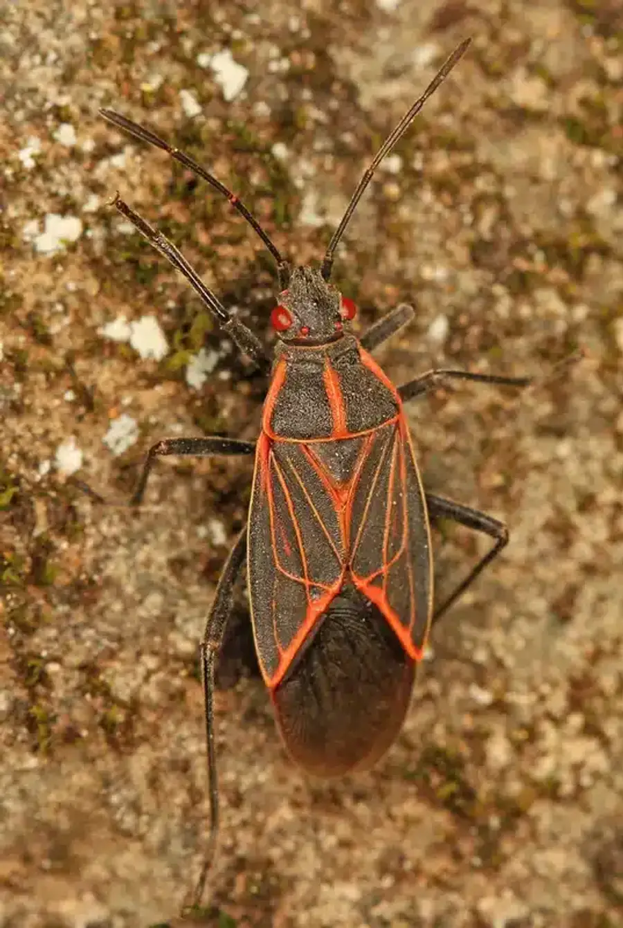 Boxelder bug clinging to tree bark near boxelder tree