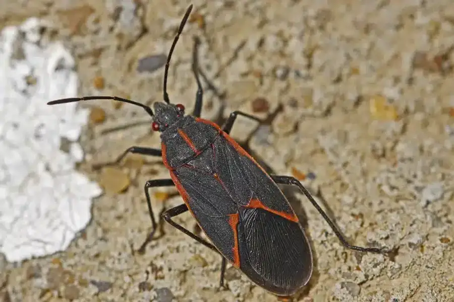 Adult boxelder bug on a surface showing its distinctive red and black markings
