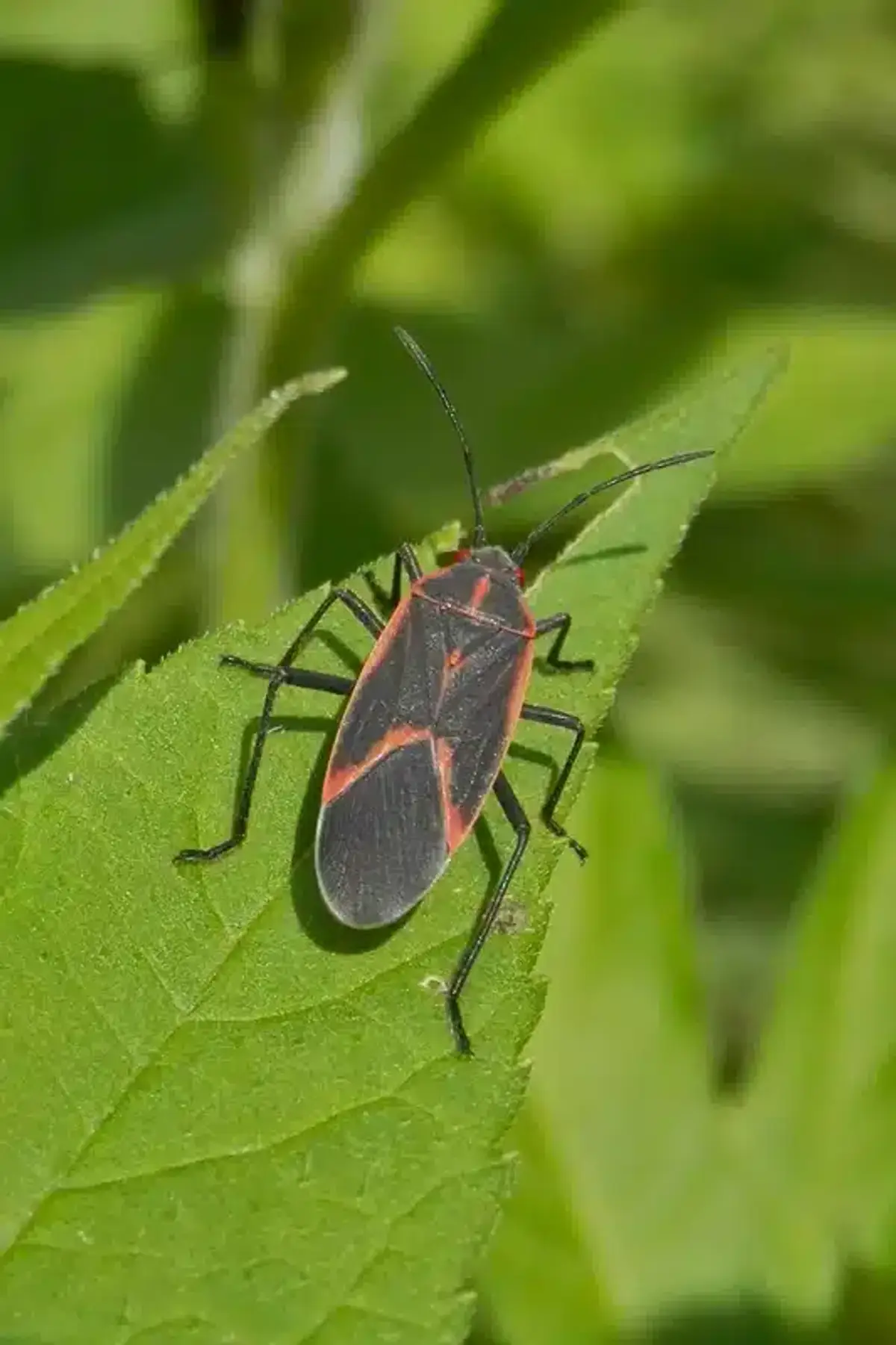 Adult boxelder bug with red-edged black wings resting on a green leaf