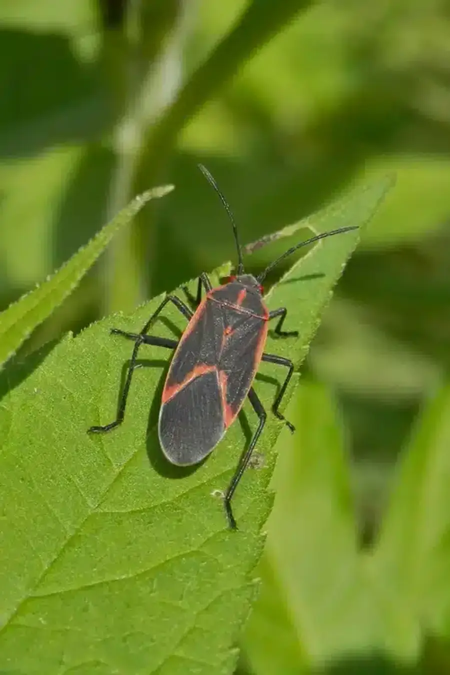 Box elder bug on a green leaf