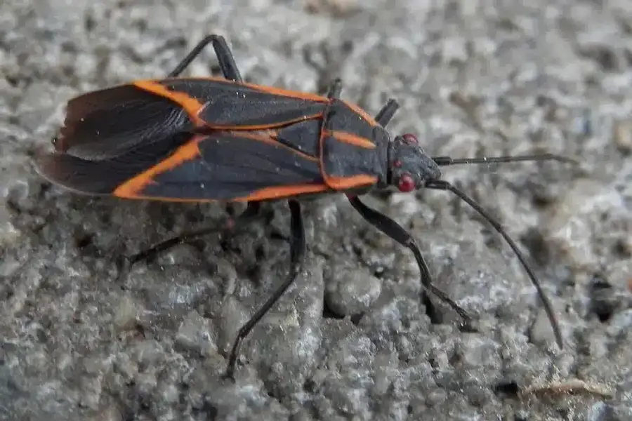 Boxelder bug on pavement showing its characteristic flat body and red markings
