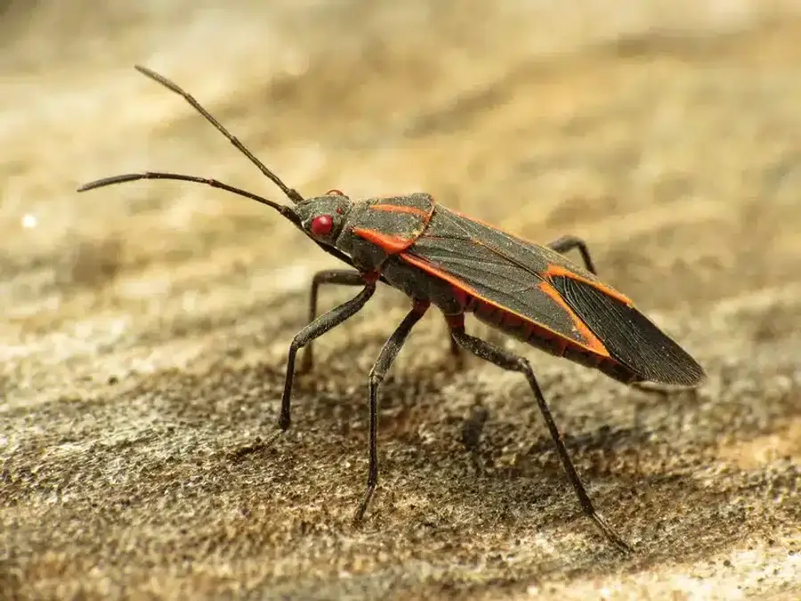 Boxelder bug on a wooden surface near a building