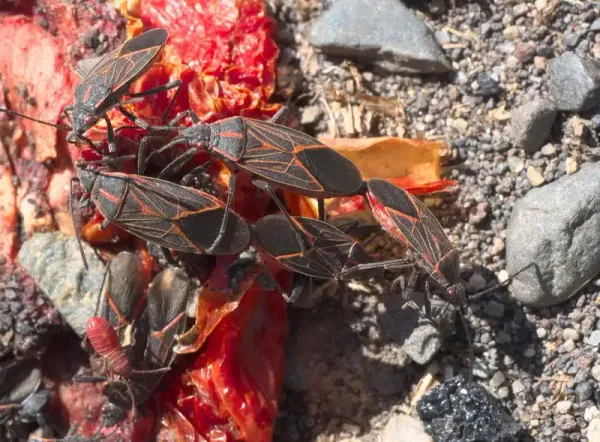 Boxelder Bug Life Cycle Explained: Pest Control Insights