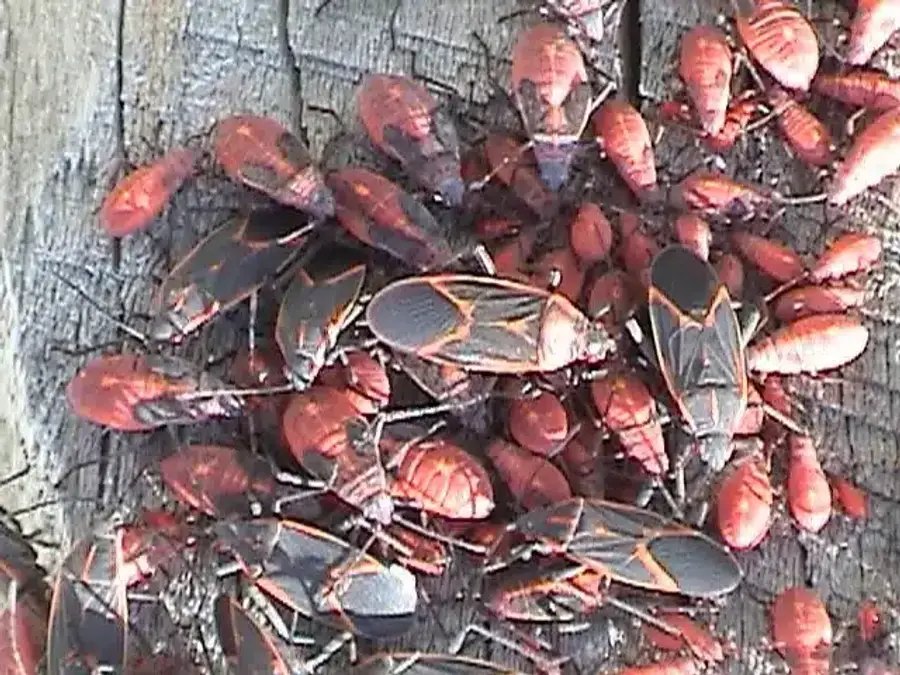 Cluster of boxelder bugs on wood