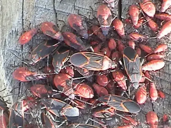 How To Kill Boxelder Bugs: Get Rid Of Them For Good