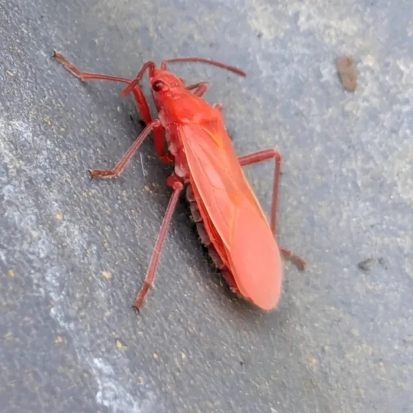 Bright red boxelder bug nymph on gray concrete surface showing characteristic red coloration