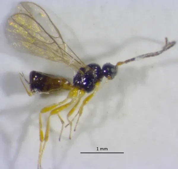 Braconid wasp specimen showing characteristic body shape with slender abdomen and long ovipositor