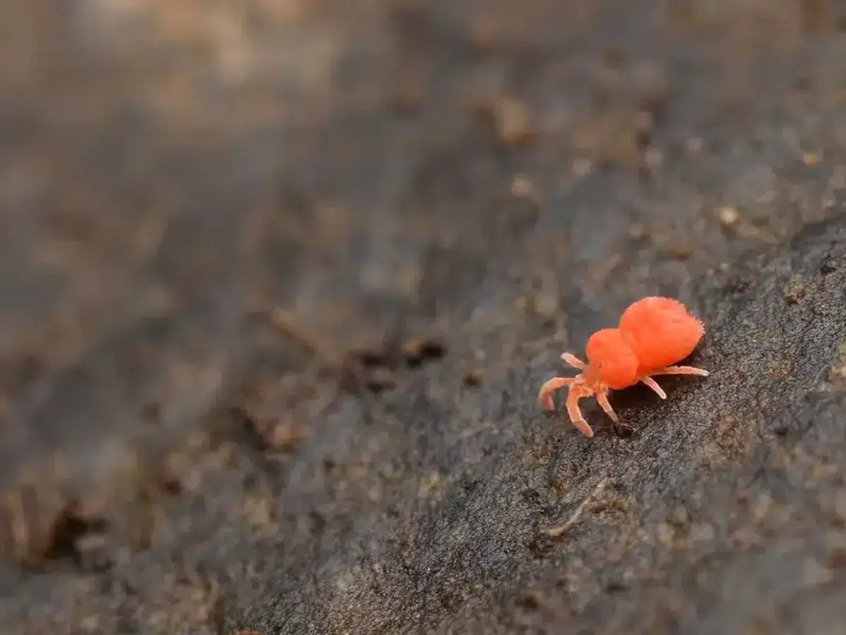 Bright red clover mite on moist ground showing distinctive color