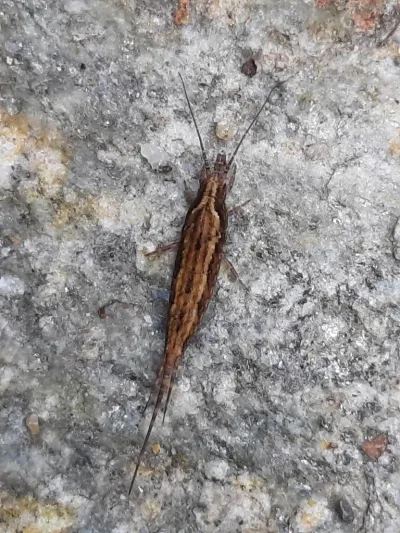 Top-down view of a bristletail showing elongated body and three tail filaments