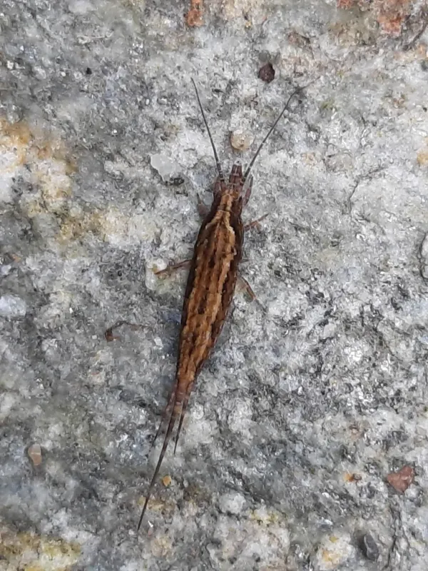 Top-down view of a bristletail showing elongated body and three tail filaments