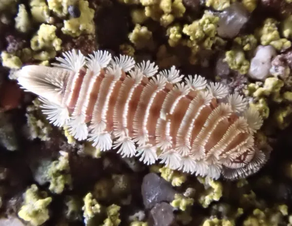 Bristly millipede showing distinctive tufts of hair-like bristles along its body
