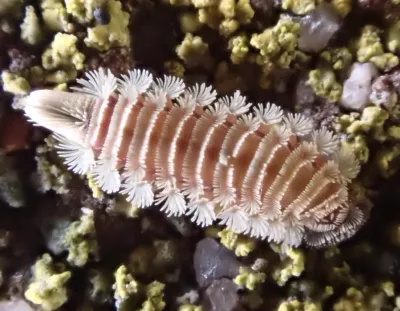Bristly millipede showing distinctive tufts of hair-like bristles along its body