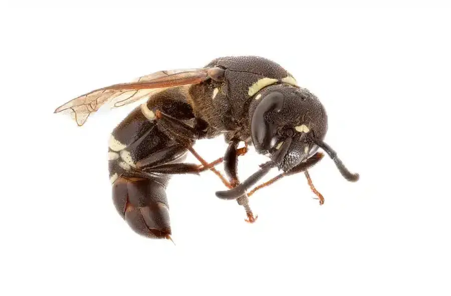 Close-up of a broad-bordered yellow-faced bee