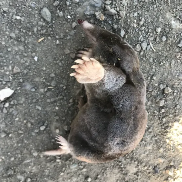 Top-down view of a broad-footed mole showing its dark velvety fur and wide digging paws