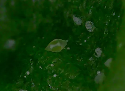 Microscopic view of a broad mite on a plant leaf surface