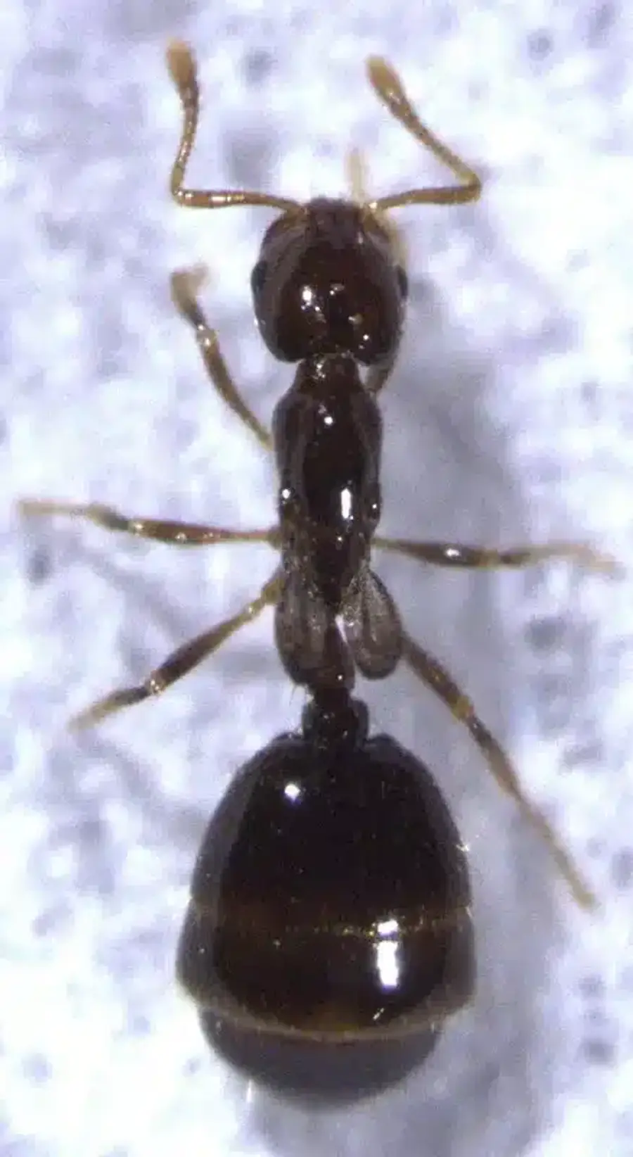 Close-up of a brown ant