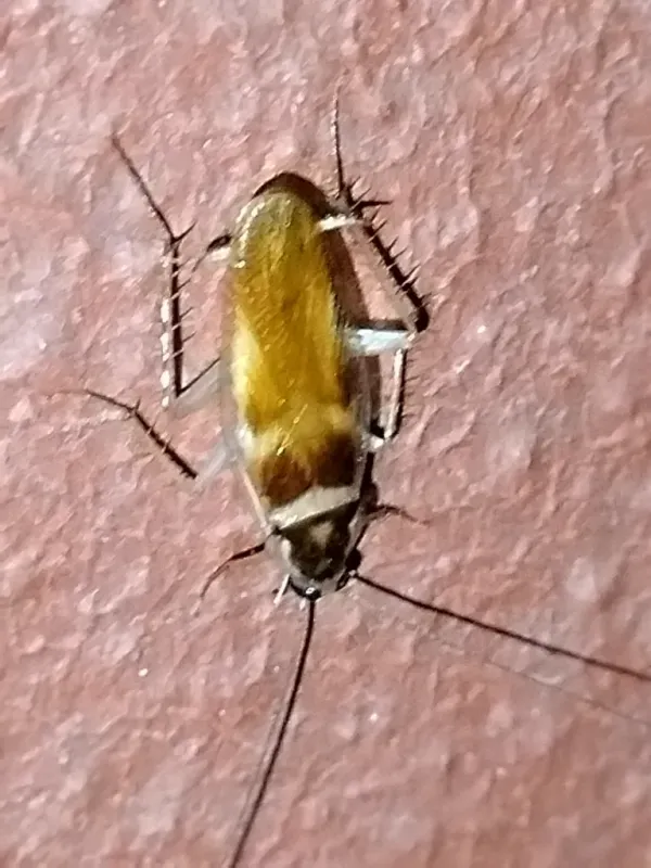 Close-up of a brown-banded cockroach showing its distinctive light-colored bands across the abdomen