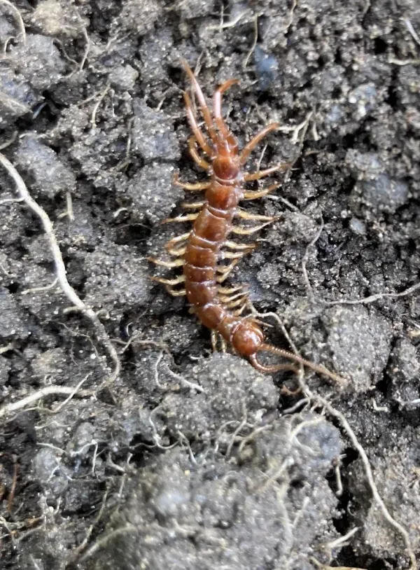 Brown centipede with chestnut coloration on soil showing segmented body and legs