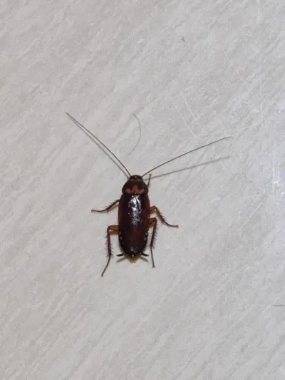 Top-down view of a brown cockroach showing its reddish-brown coloring and full body profile