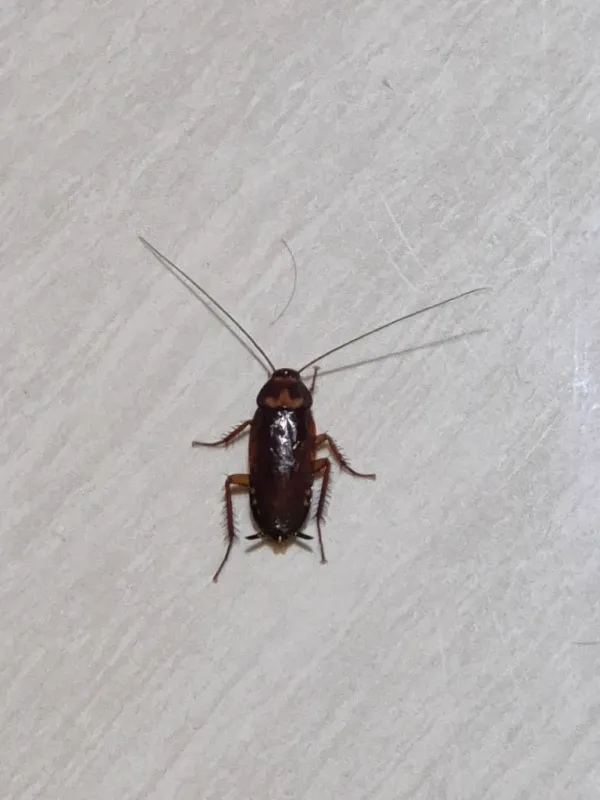 Top-down view of a brown cockroach showing its reddish-brown coloring and full body profile