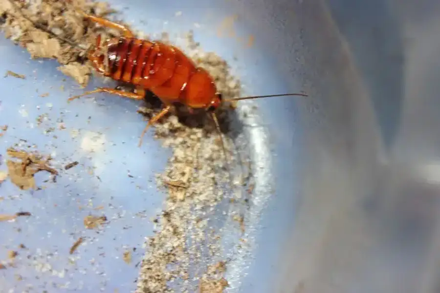 Brown cockroach nymph on an indoor surface showing its small size