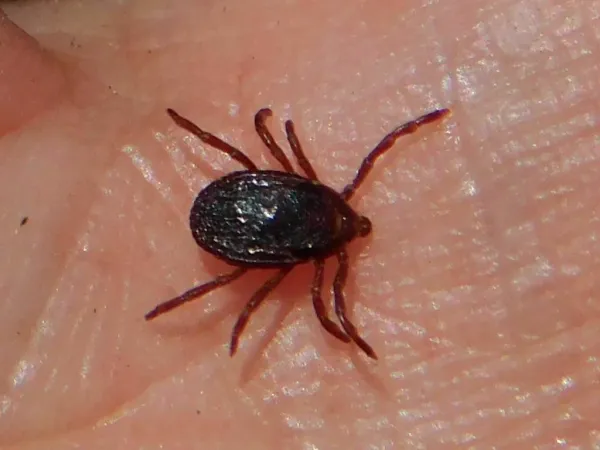 Close-up of an adult brown dog tick showing its reddish-brown coloring and eight legs