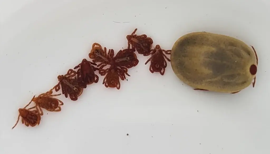 Brown dog tick larvae, nymphs, and an engorged adult female lined up for size comparison
