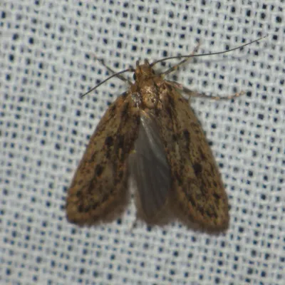 Brown house moth adult showing characteristic mottled brown wing pattern with dark spots