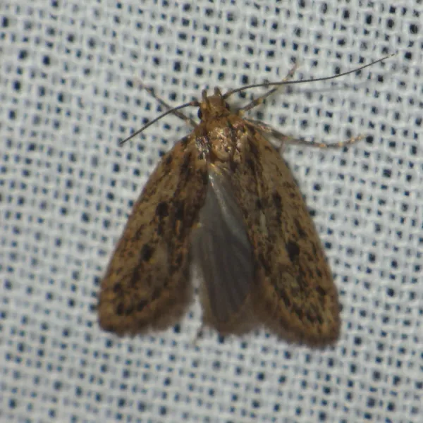 Brown house moth adult showing characteristic mottled brown wing pattern with dark spots