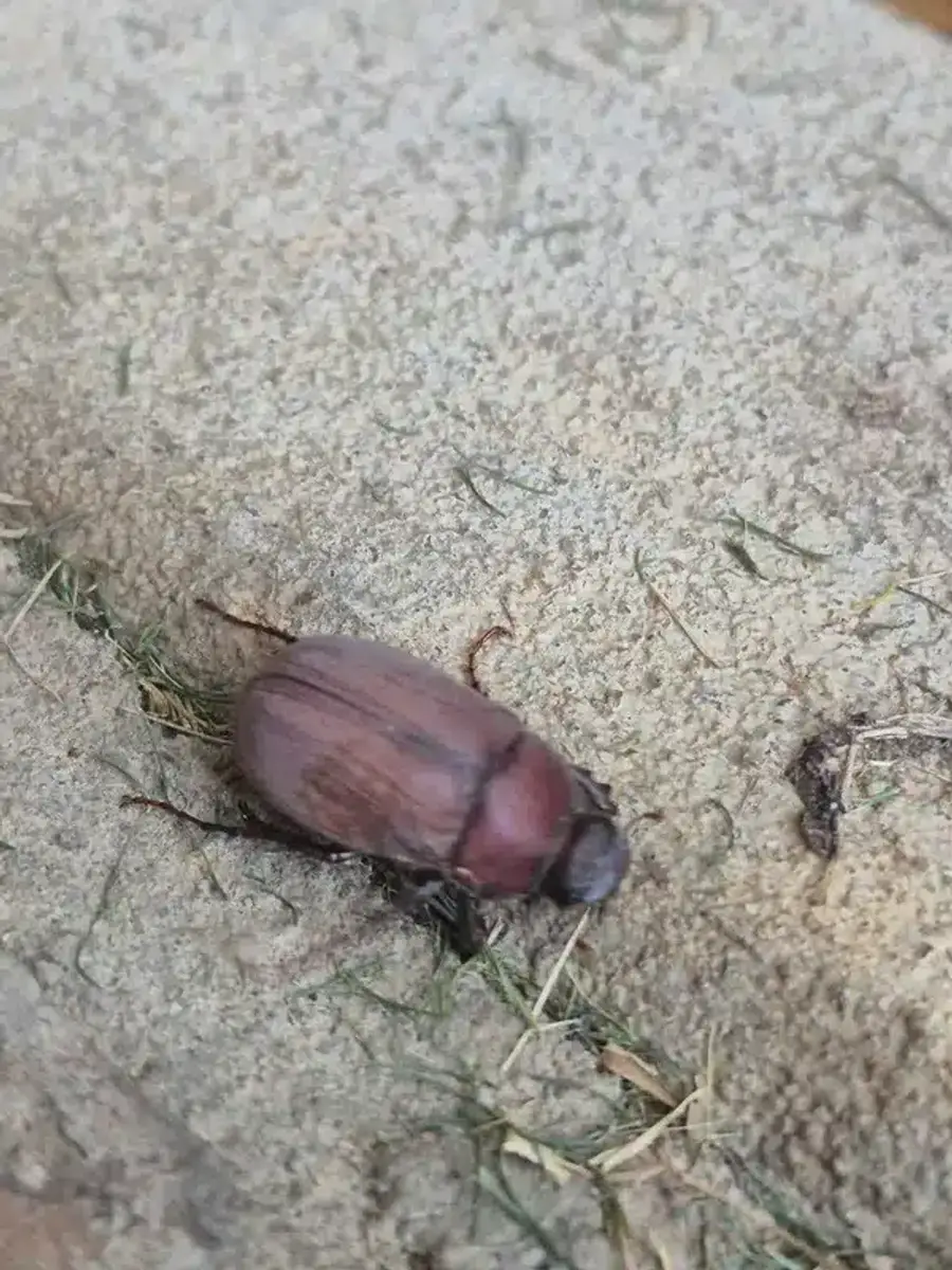 A brown June bug photographed close up on the ground