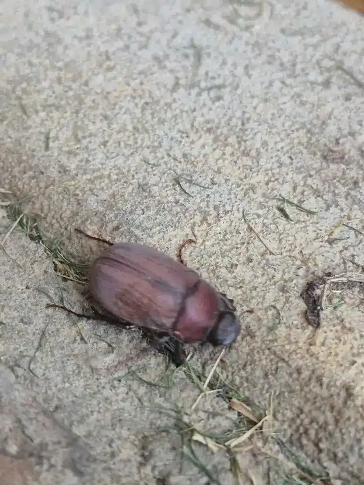 Close-up of a brown June bug on rough ground surface